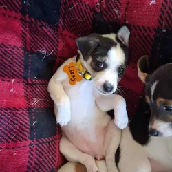 Female Rat Terrier Puppy 9 weeks