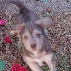 Yorkiepoo mix puppies for sale