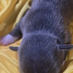 Pit bull puppies