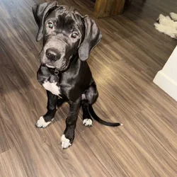 Daniff Puppy