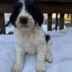 Goldendoodle