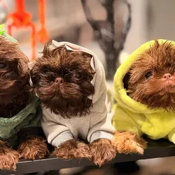 Shih Tzu for sale