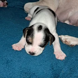 American staffordshire terrier and rat terrier