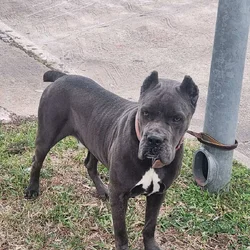 Cane Corso Adult Male & Puppies