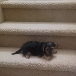 Yorkie Puppy
