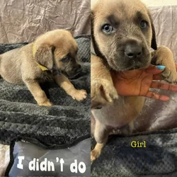 Cane Corso puppies