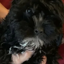 Gorgeous CockaPoo's Females Black w White Markings