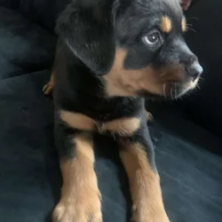 Female Rottweiler Pups