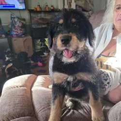 Berniedoodle mix puppies