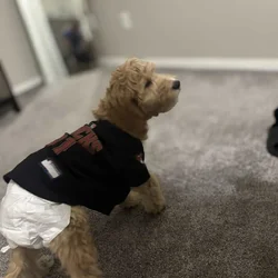 Golden doodle