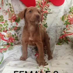 Doberman/staffordshire terrior