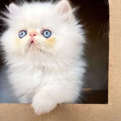Himalayan Persian Kittens