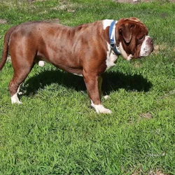 Alapaha Blue Blood Bulldog male