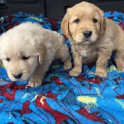 AKC Golden Retriever puppies