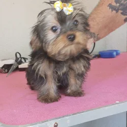 CKC Yorkie female with Pedigree