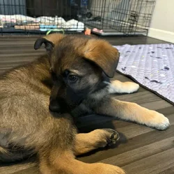 German Shepherd