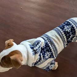 Dog for sale