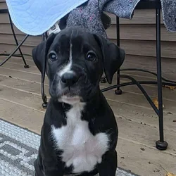 Boxer Puppies