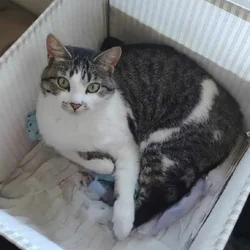 Granger the Cat