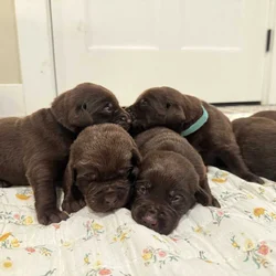 AKC Chocolate Labs