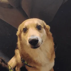 My bonded boys need a home!