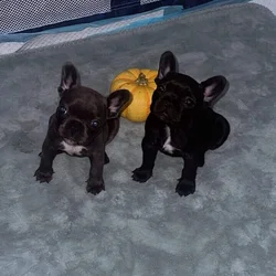 AKC Frenchie pups