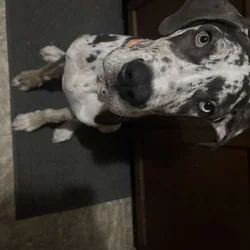 Luna, Great Dane for sale