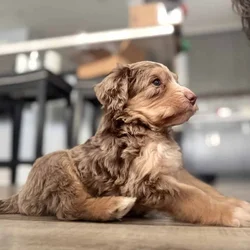 Bernedoodle puppy male