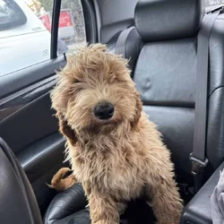 Goldendoodle 4 mo puppy