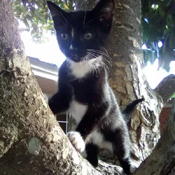 Missy Mittens
