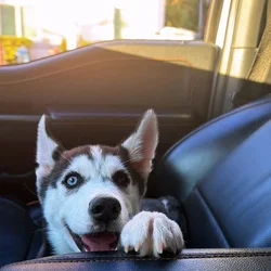 Husky Puppy For sale AKC purebred