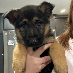 Female German Shepherds