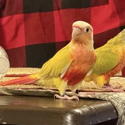 Male Suncheek Green Cheek Conure