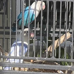 Young Male & Female Love Birds for Sale.