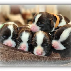 Havanese Puppies