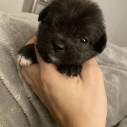 Maltipoo puppies