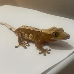 Crested Gecko male 20g