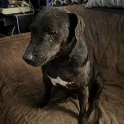 I need to rehome two adult dogs