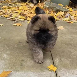 Adorable chow puppies