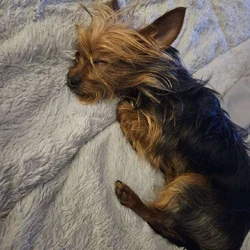 Looking to stud out my male yorkie