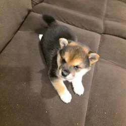Tricolor Female Shiba Inu Puppy