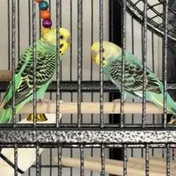 Two young parakeets/accessories