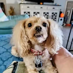 Shi-poo female 2yr