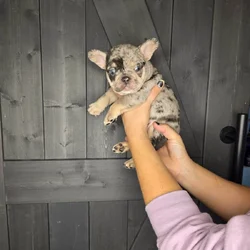 Akc frenchies
