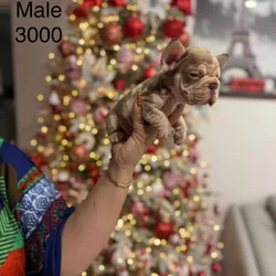 French bulldog for sale