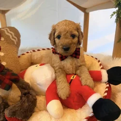 mini golden doodle puppies for sale