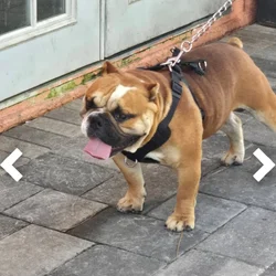 American Bully