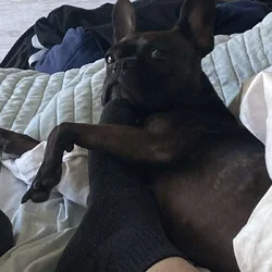 Frenchie