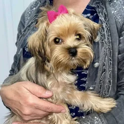 Merle Yorkies