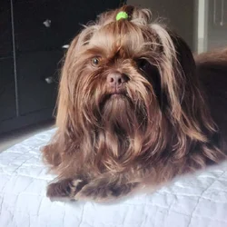 AKC Intact Male Shih Tzu
